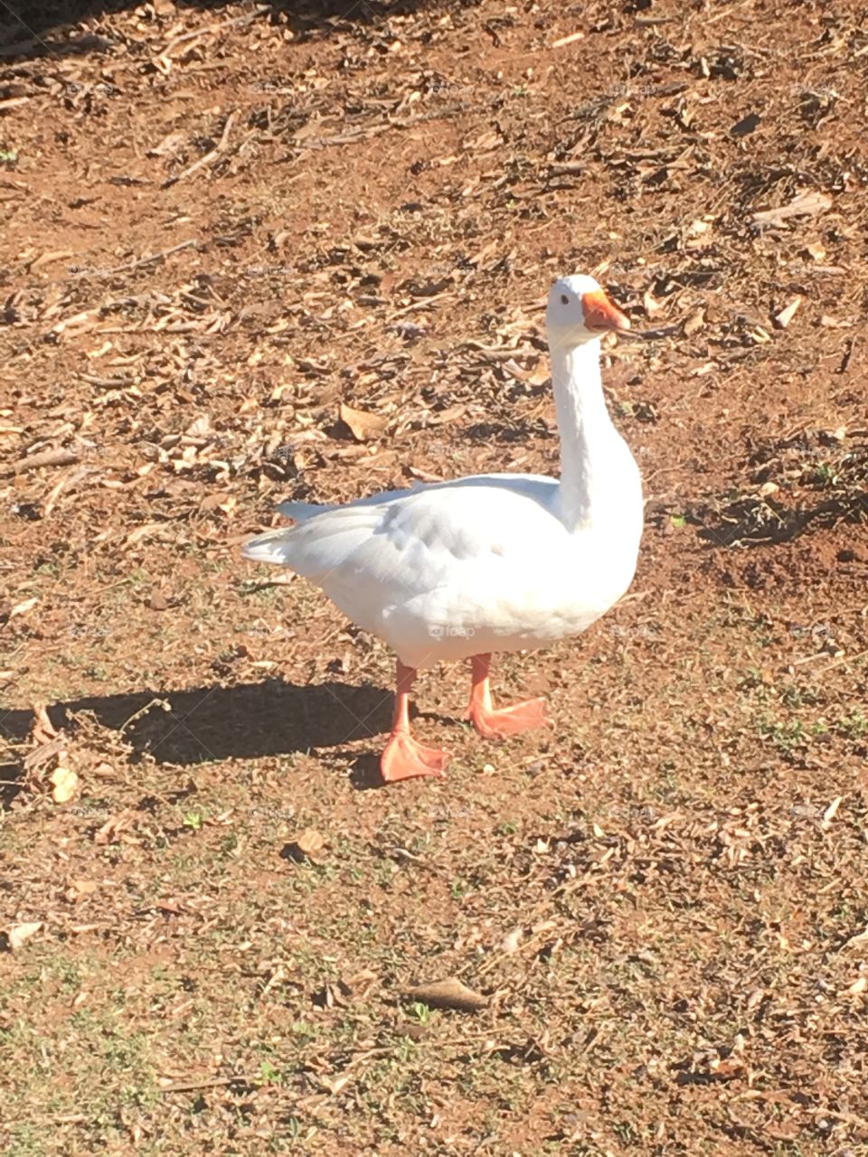 Olha só o Pato fazendo pose. Ops: é Ganso... tudo bem, as aves são bonitas mesmo. 