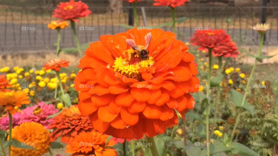 Elegant Zinnia flower with Bee 🐝