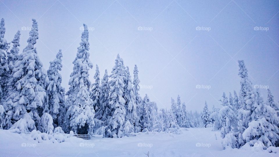 High angle view of snowy forest