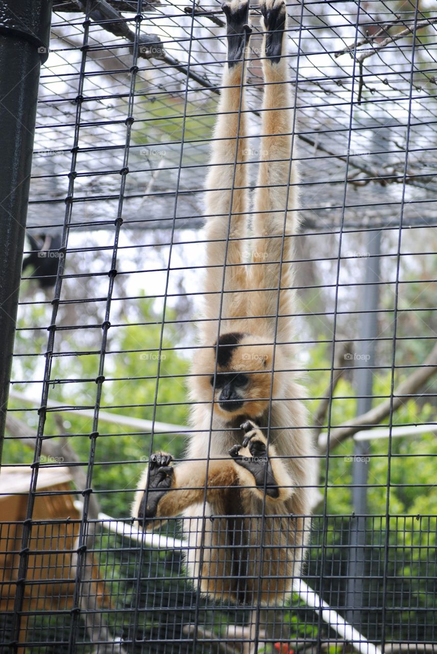 Caged gibbon at San Diego zoo, California 