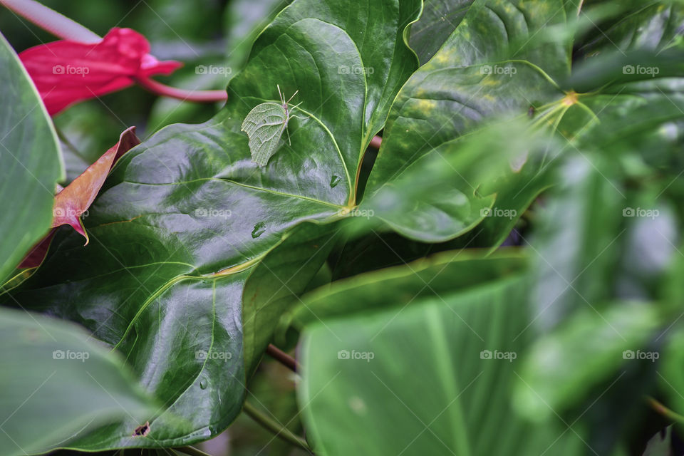 Green leaves with butterfly in foreground