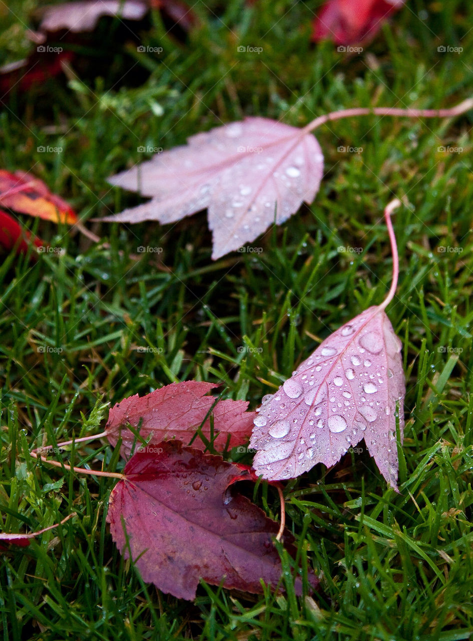 winter green red grass by nautiflyer