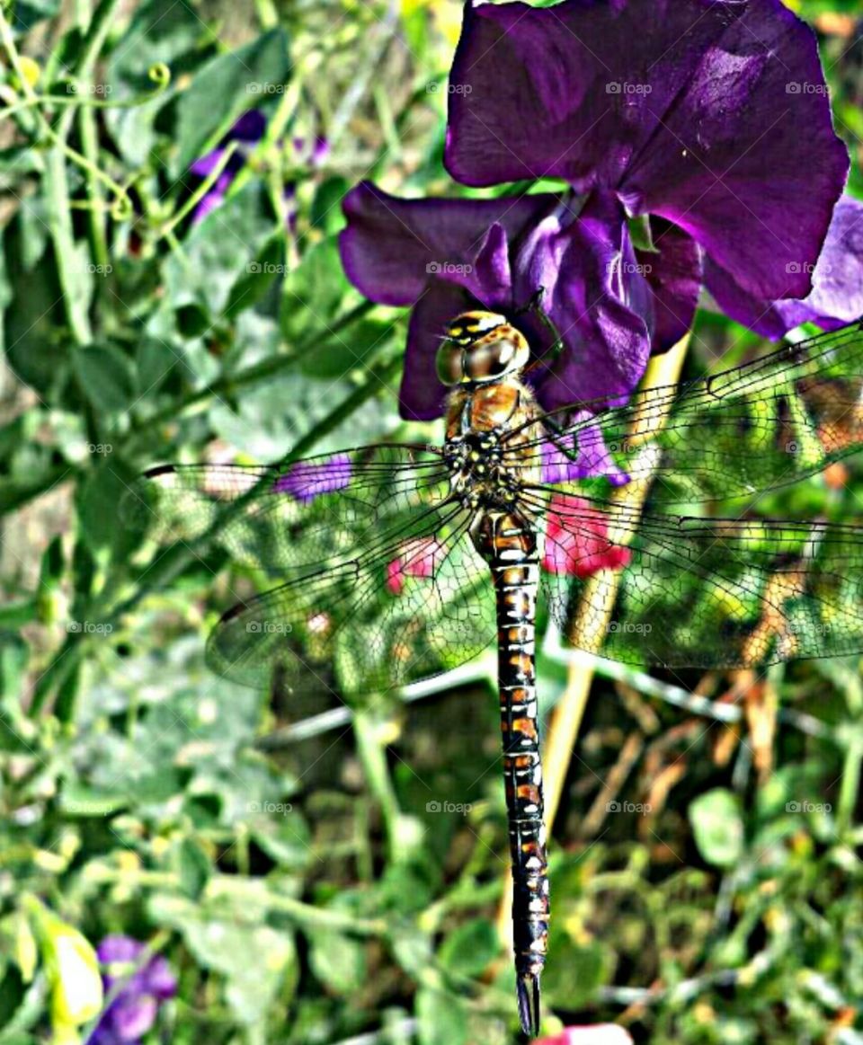 dragonfly 