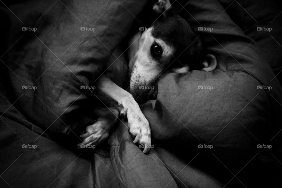  Rosie Napping Dog