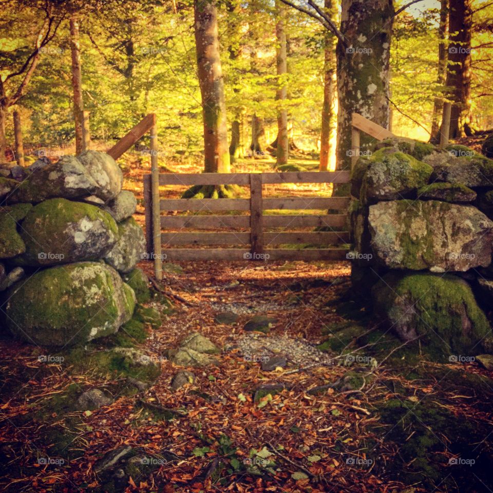 Gate to the autumn forest
