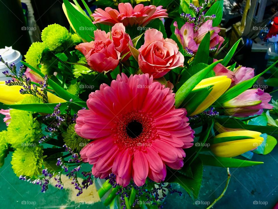 Beautiful gerbera daisy