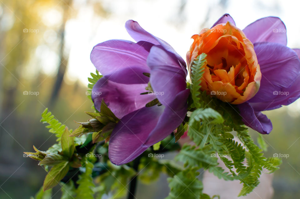Elegant flower garland floral crown with double petal and single petal blooming tulips and green fern decoration in bow tie design style to wear in hair as crown for summer celebration