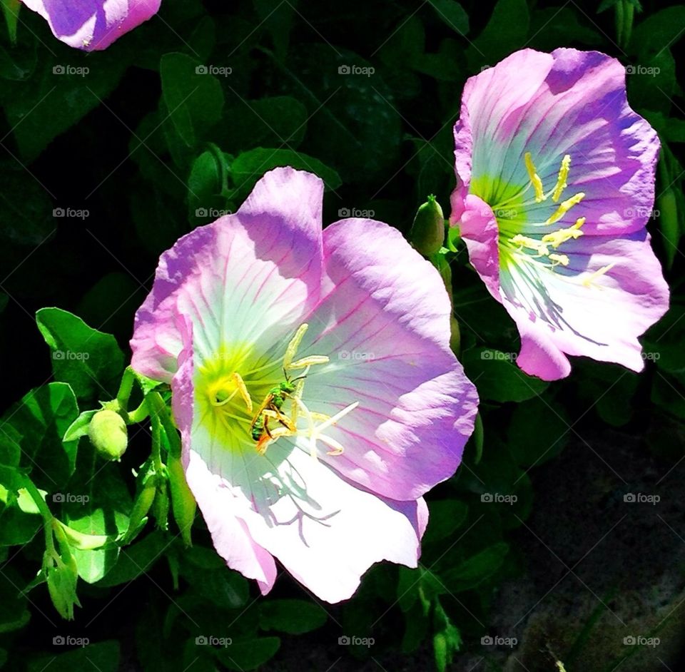 Plant a bee friendly garden