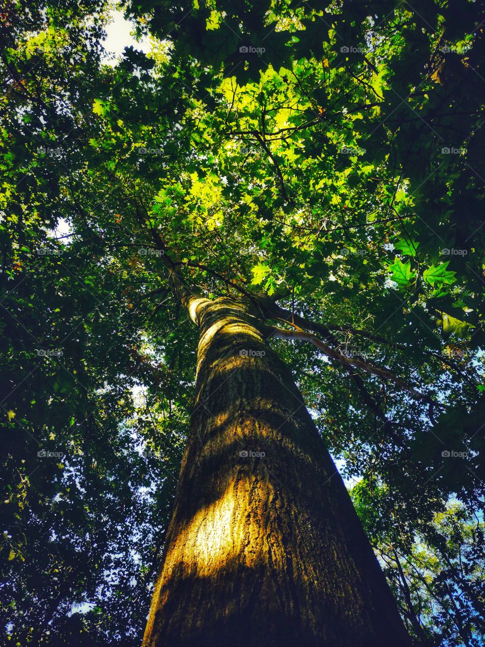 Green forest