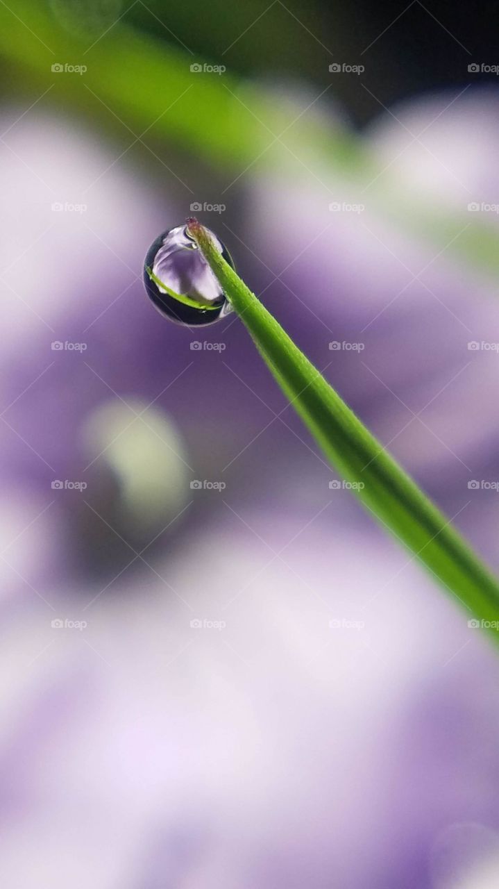 water dropping into a flower.