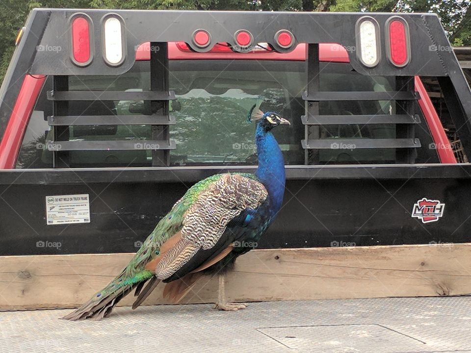Fearless Peacock