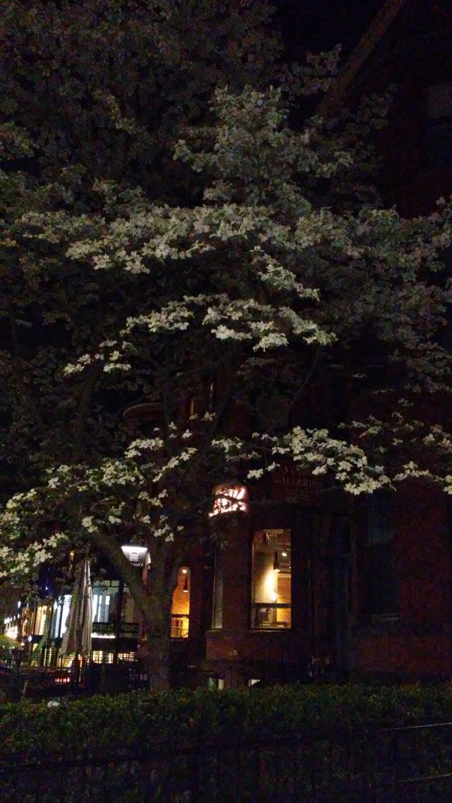 spring. lovely. flowers. nature. beauty. love. summer. happy. night