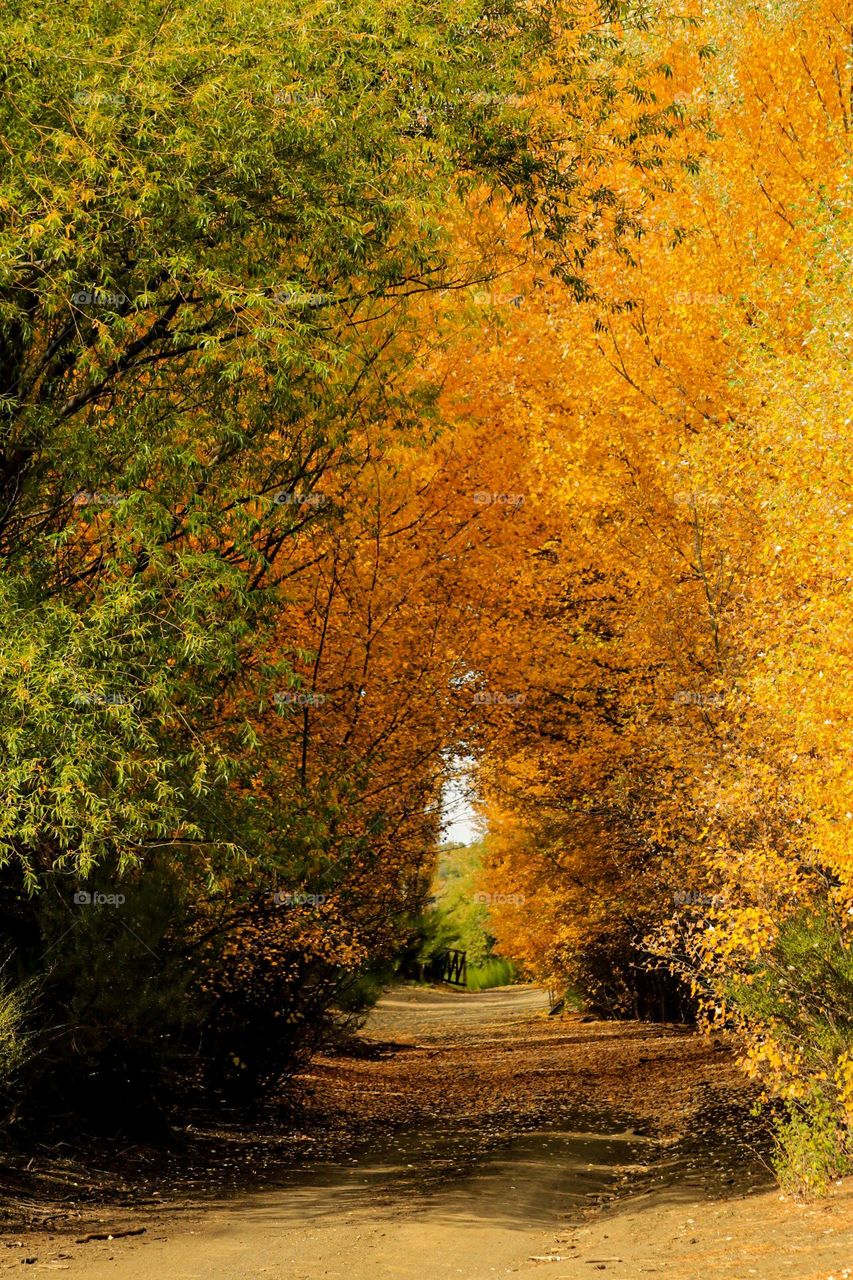 pasajes de otoño