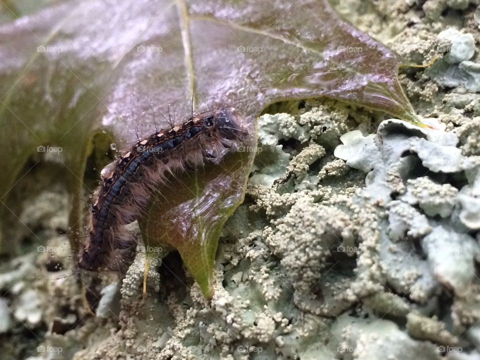 Caterpillar 