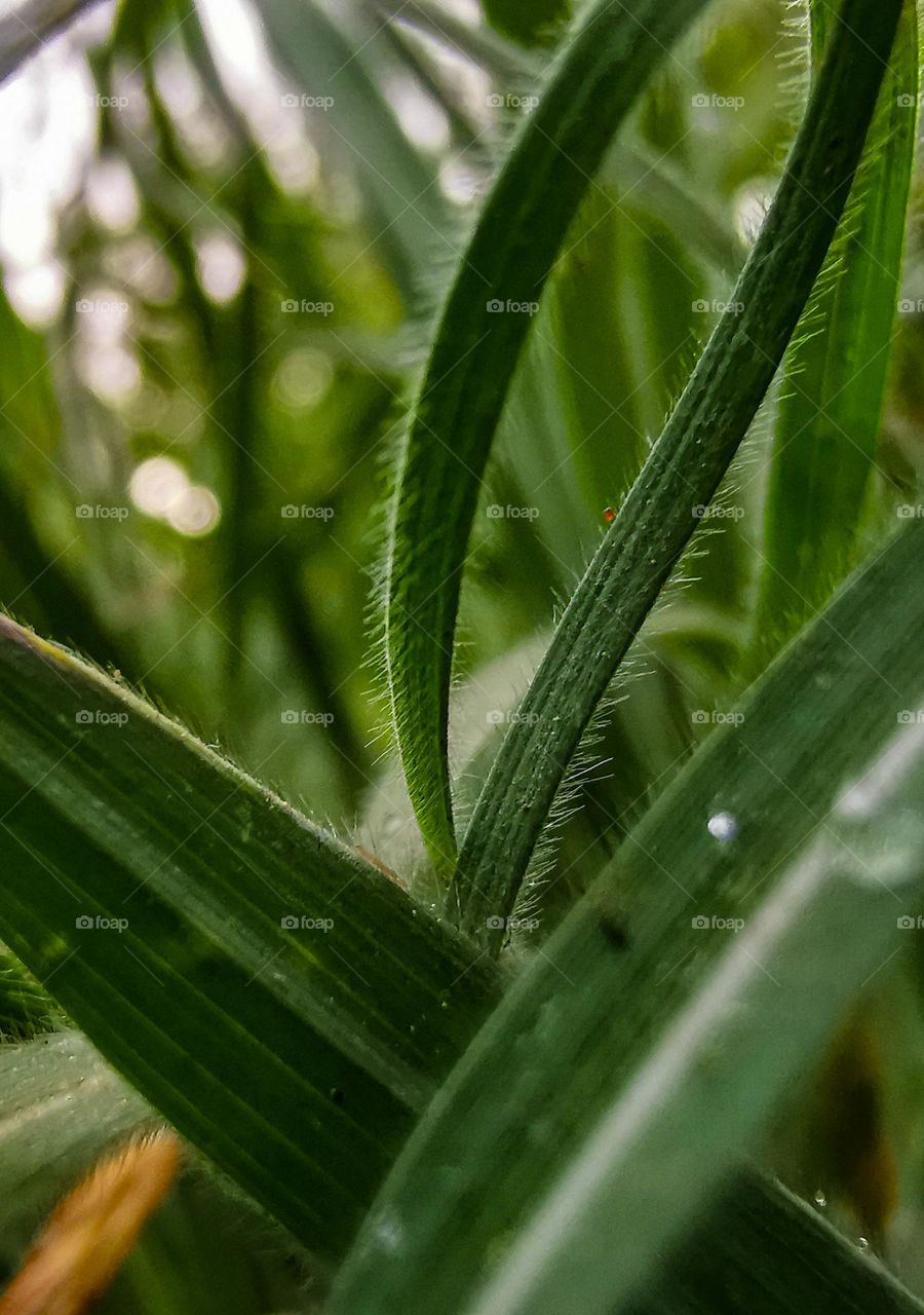 Macro Green Grass photography
