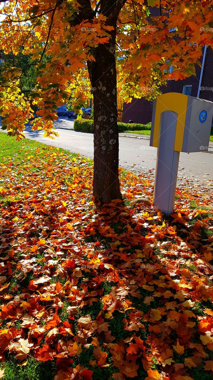 a carpet of Maple leaves
