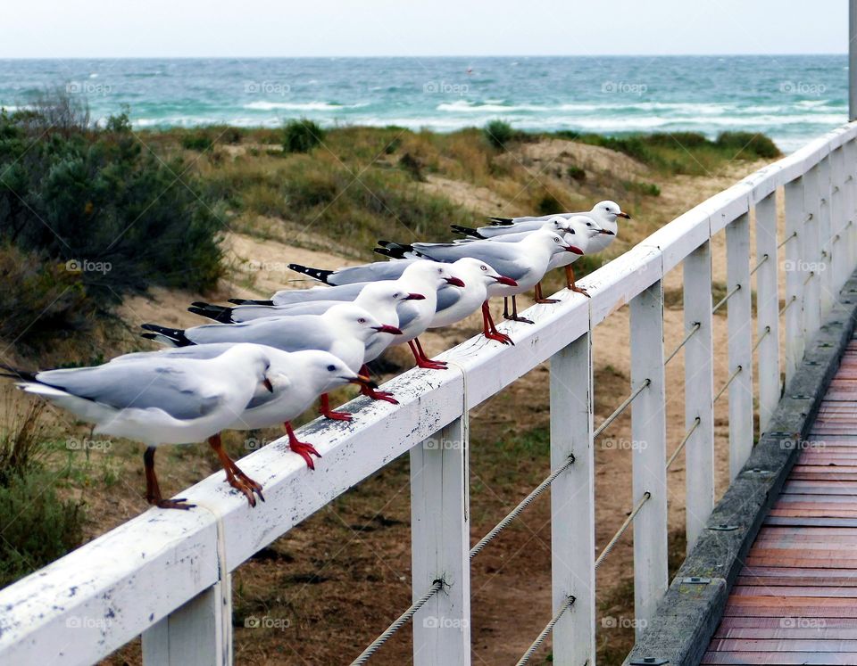 Seagulls in a line up.