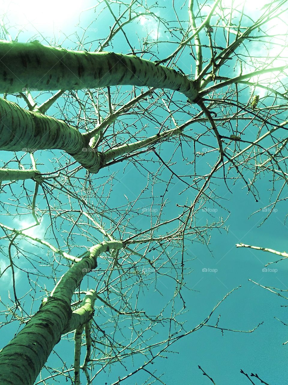 trees and sky