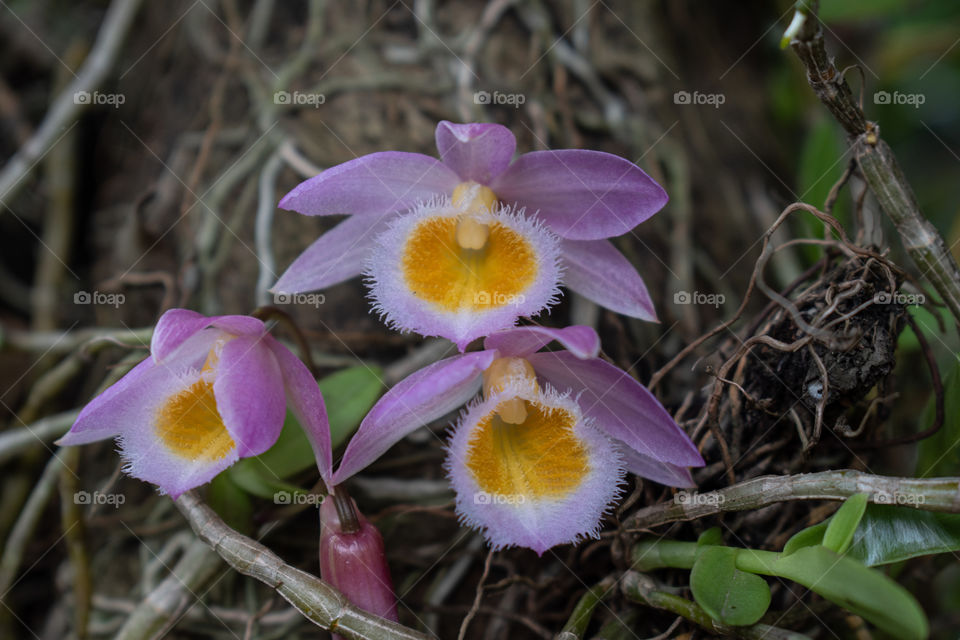 Orchid/Orquídea.