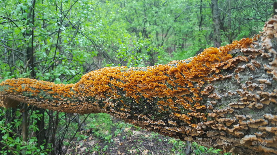 fungus