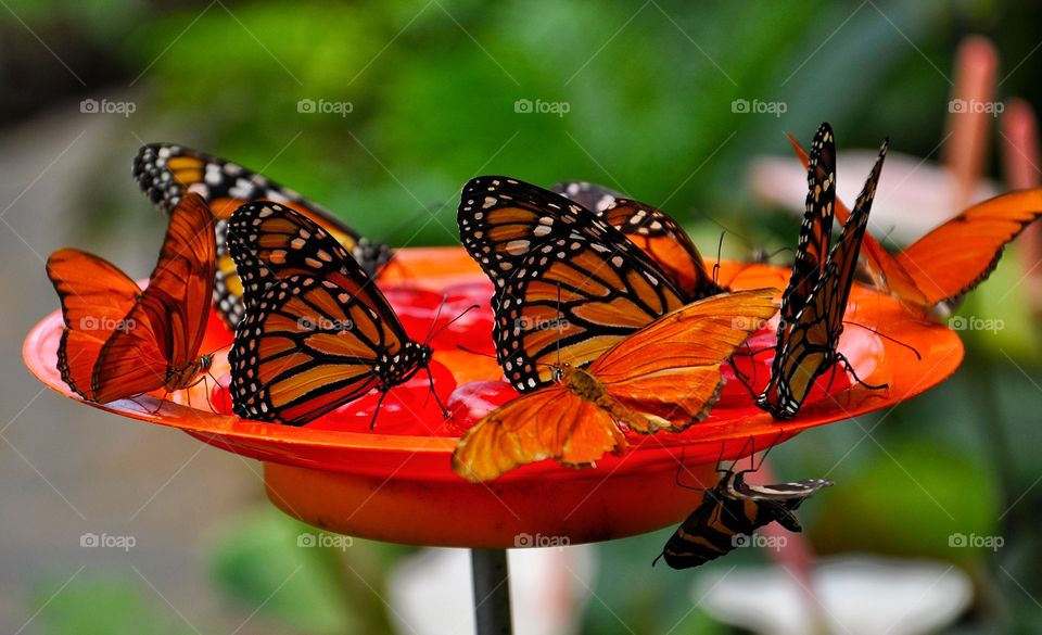 Orange butterflies in the orange plate