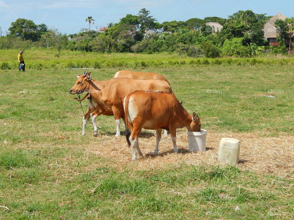 Cows on grassy field