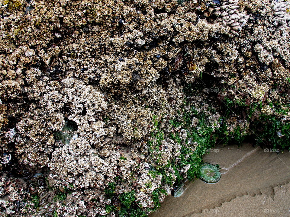 A colorful and textured coral covered rock of green and brown on the sandy beaches of Oregon’s Central Coast when the tide is out. 