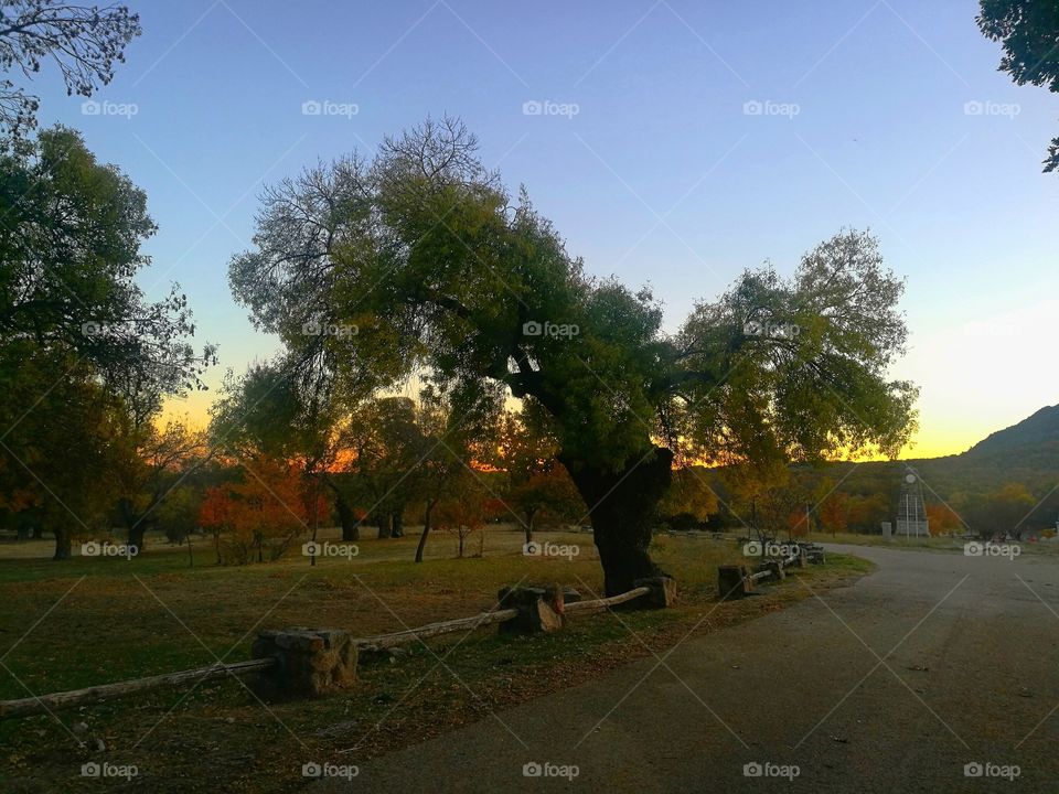 tree autunm landscape sky