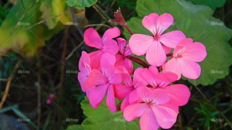 Pink flowers // Nikon Coolpix B500