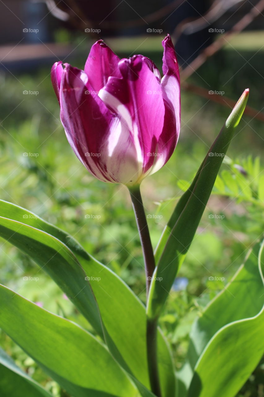 purple and white tulip