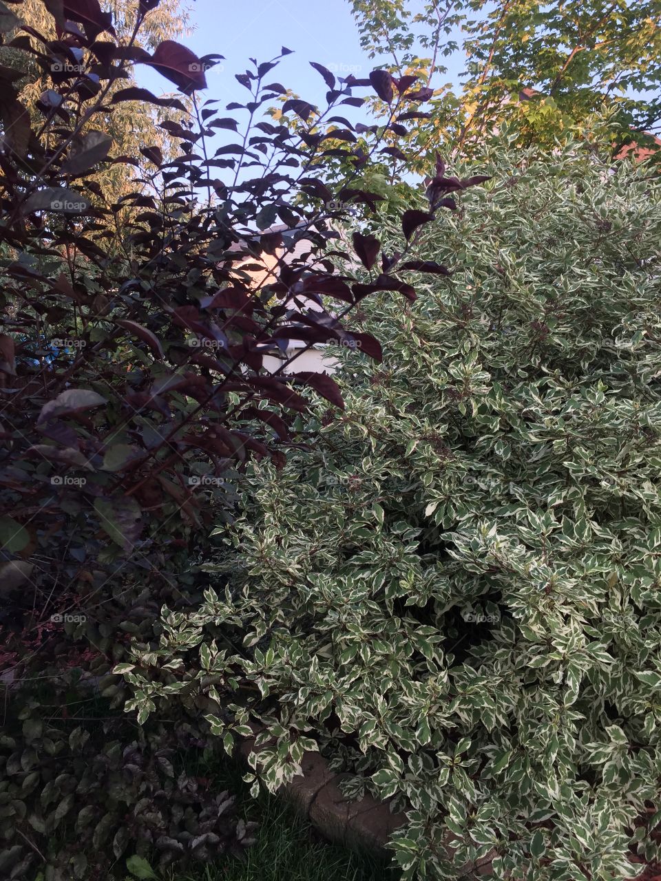 Nice trees from home