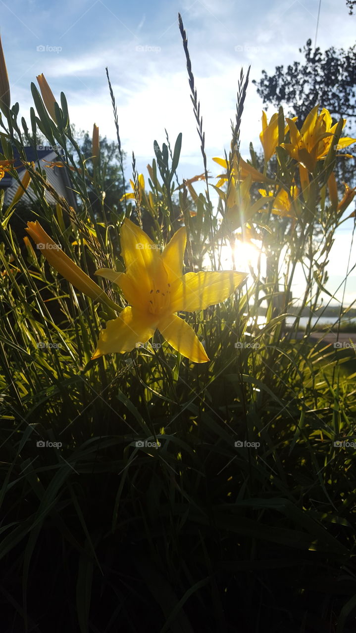 sunshine through the flowers