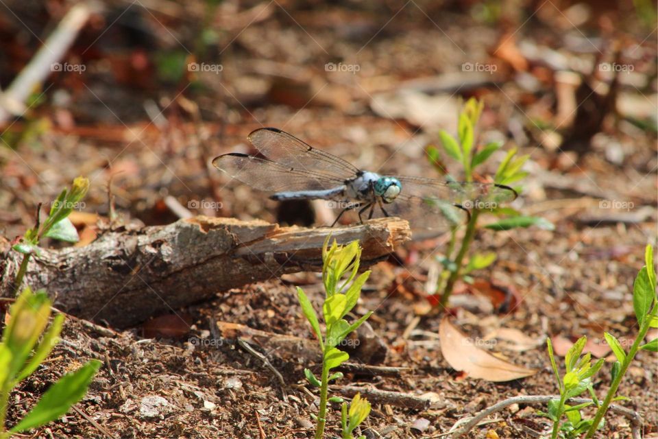 Beautiful dragonfly sunbathing. Blue and turquoise 