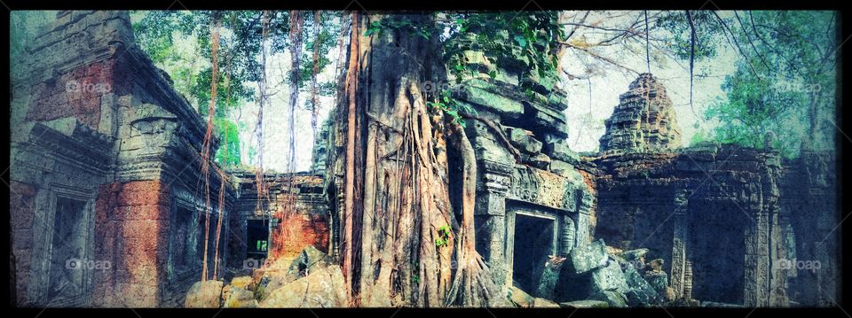 Ta Prohm - the temples around Angkor Wat in Siem Reap， Cambodia;  柬埔寨