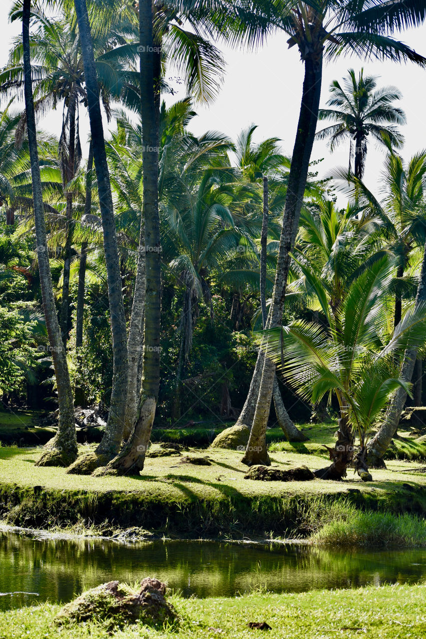 Richardson Ocean Park has a marine conservation area. The ocean here is spring fed by freshwater that also forms many lush and beautiful ponds. The spring water is cold, and the ocean water warmer.