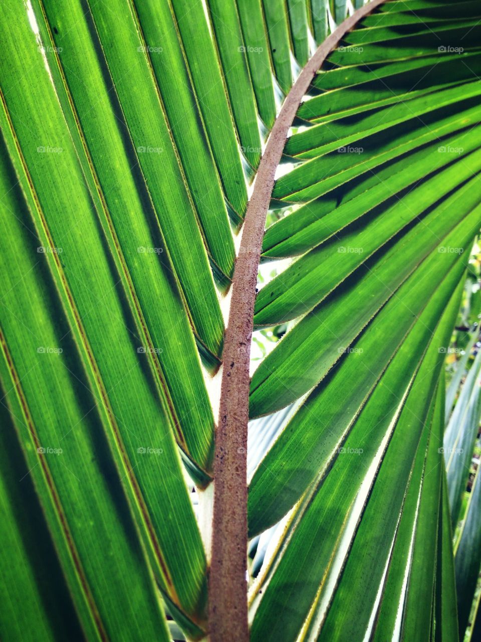coconut leaf