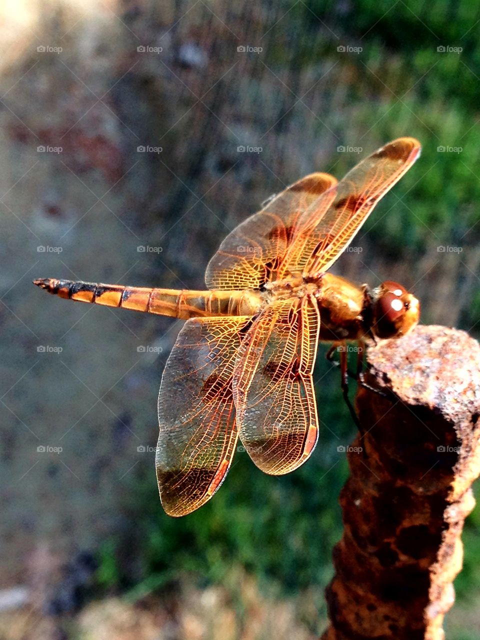 Copper Dragonfly, greatly detailed on macro pic.