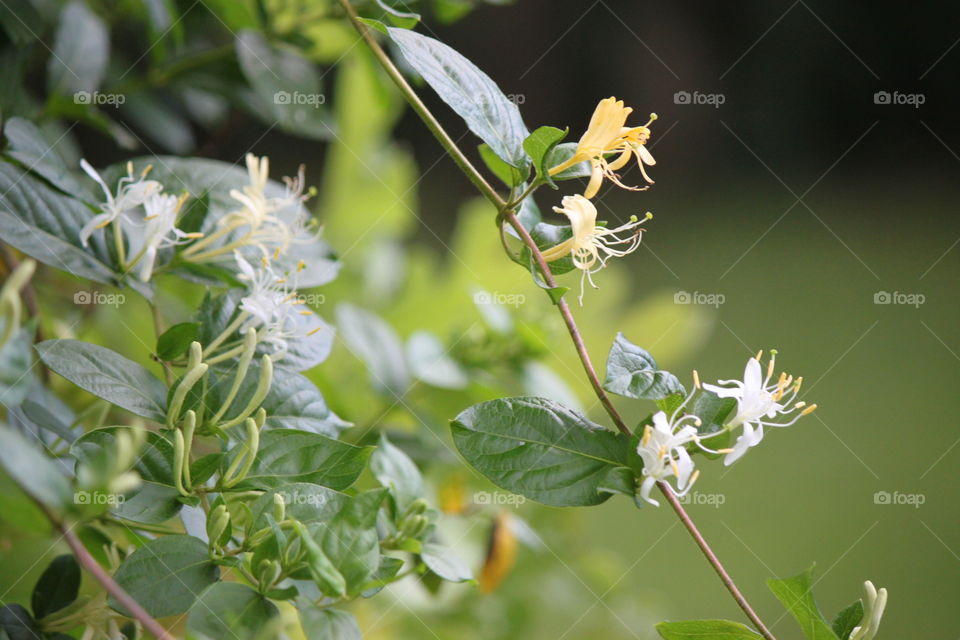 Honeysuckle . Honeysuckle vines