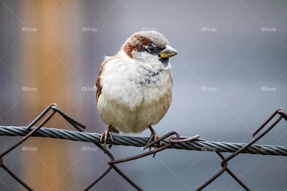 A sparrow on a wire fence