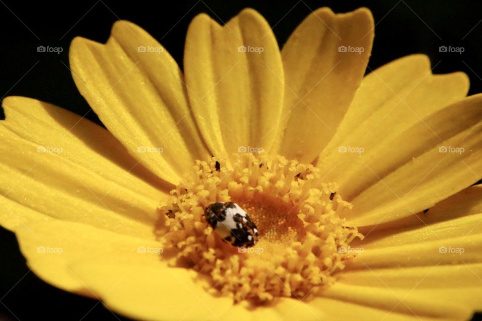 Closeup of Yellow flower with little beetle inside it