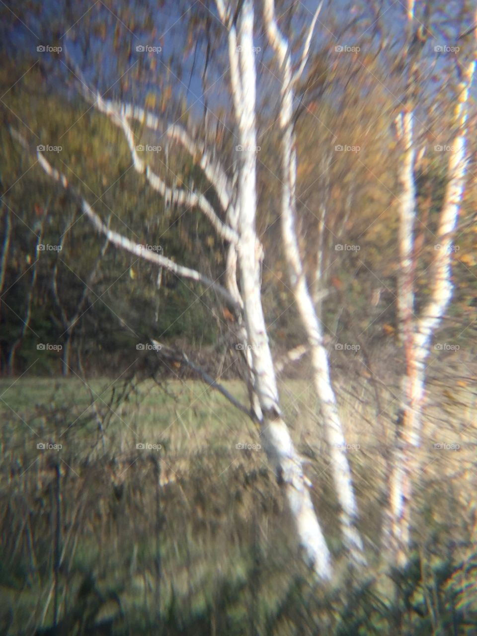 Birch tree with a beautiful backdrop of the field and Bush line