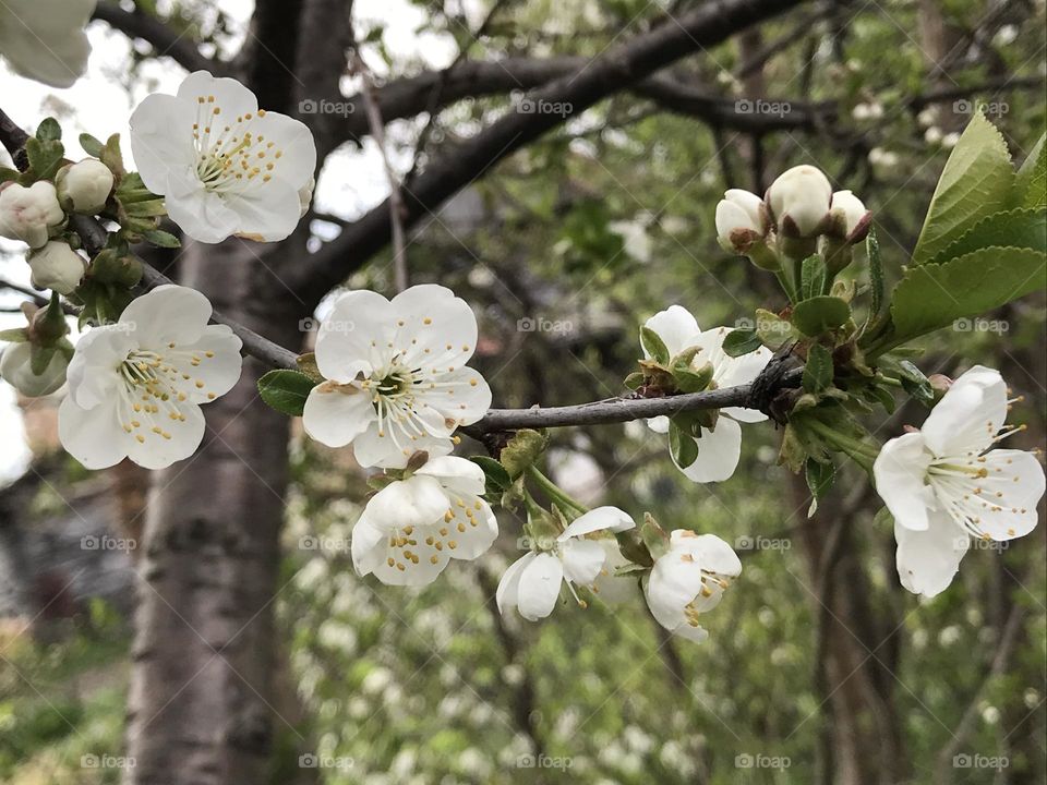 White buds on a cherry tree