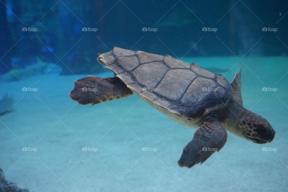 Turtle#animal#pet