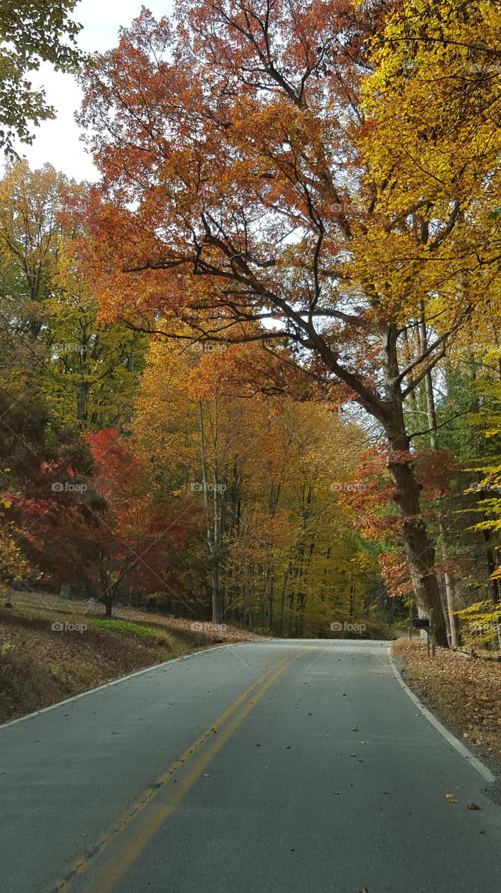 Fall, Road, Leaf, Tree, No Person