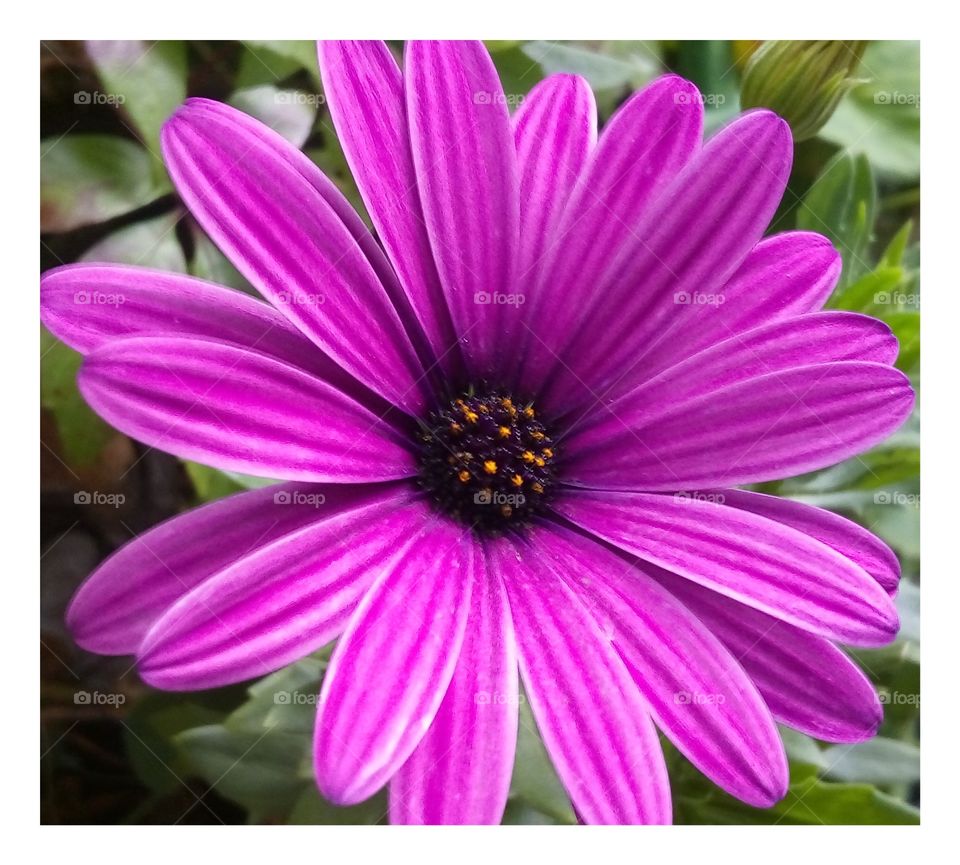 african daisy