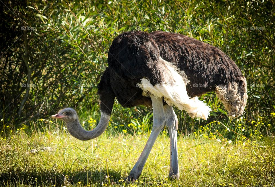 Ostrich