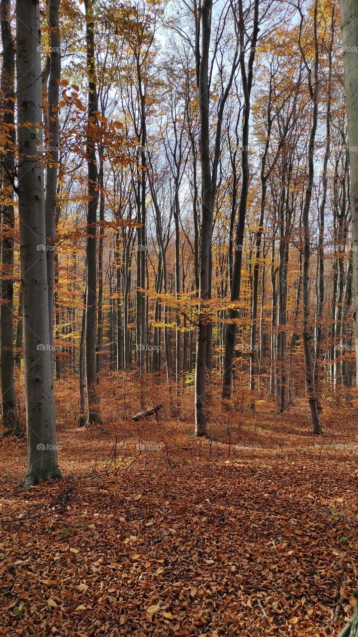 Autumn forest on a sunny day
