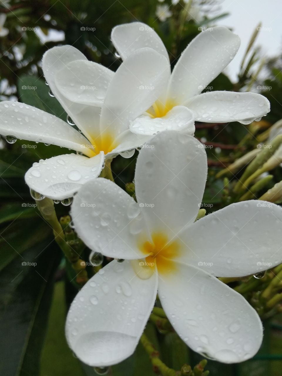 nature of frangipani flower