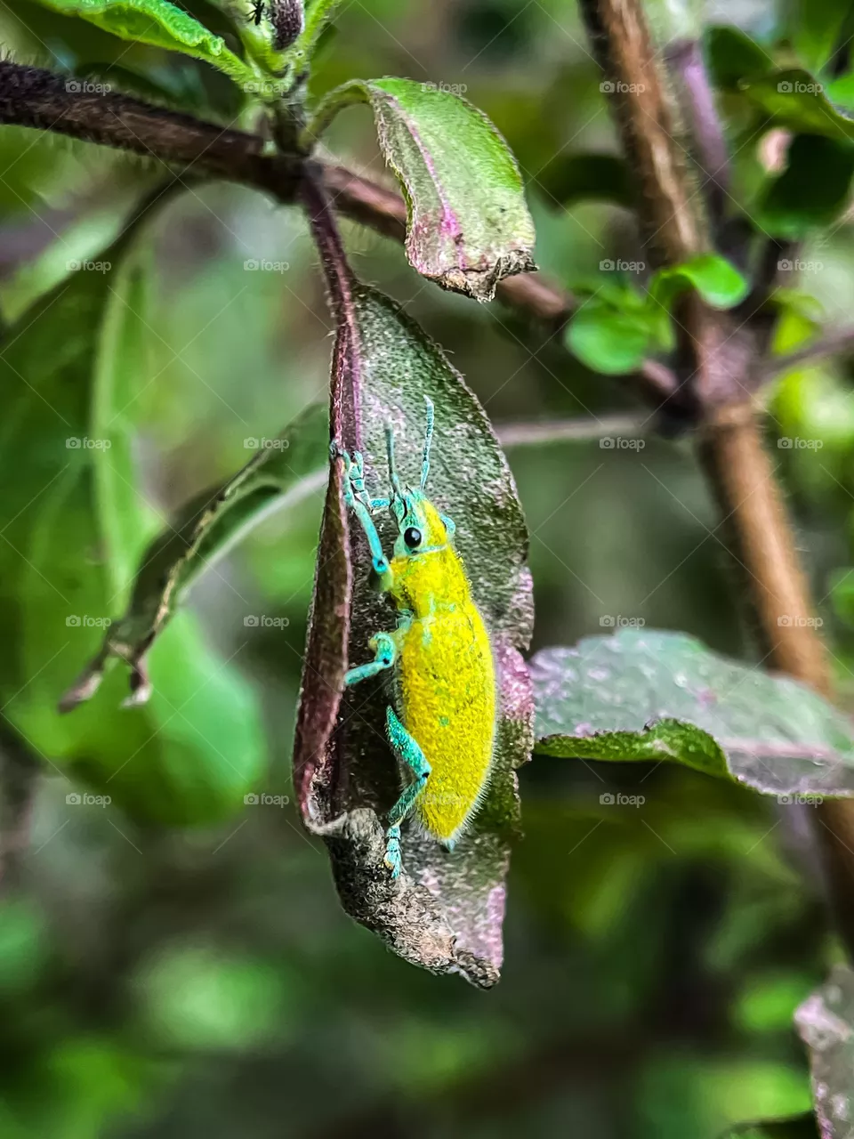 Gold dust weevil beetle on a plant with blurry background. Macro photography 