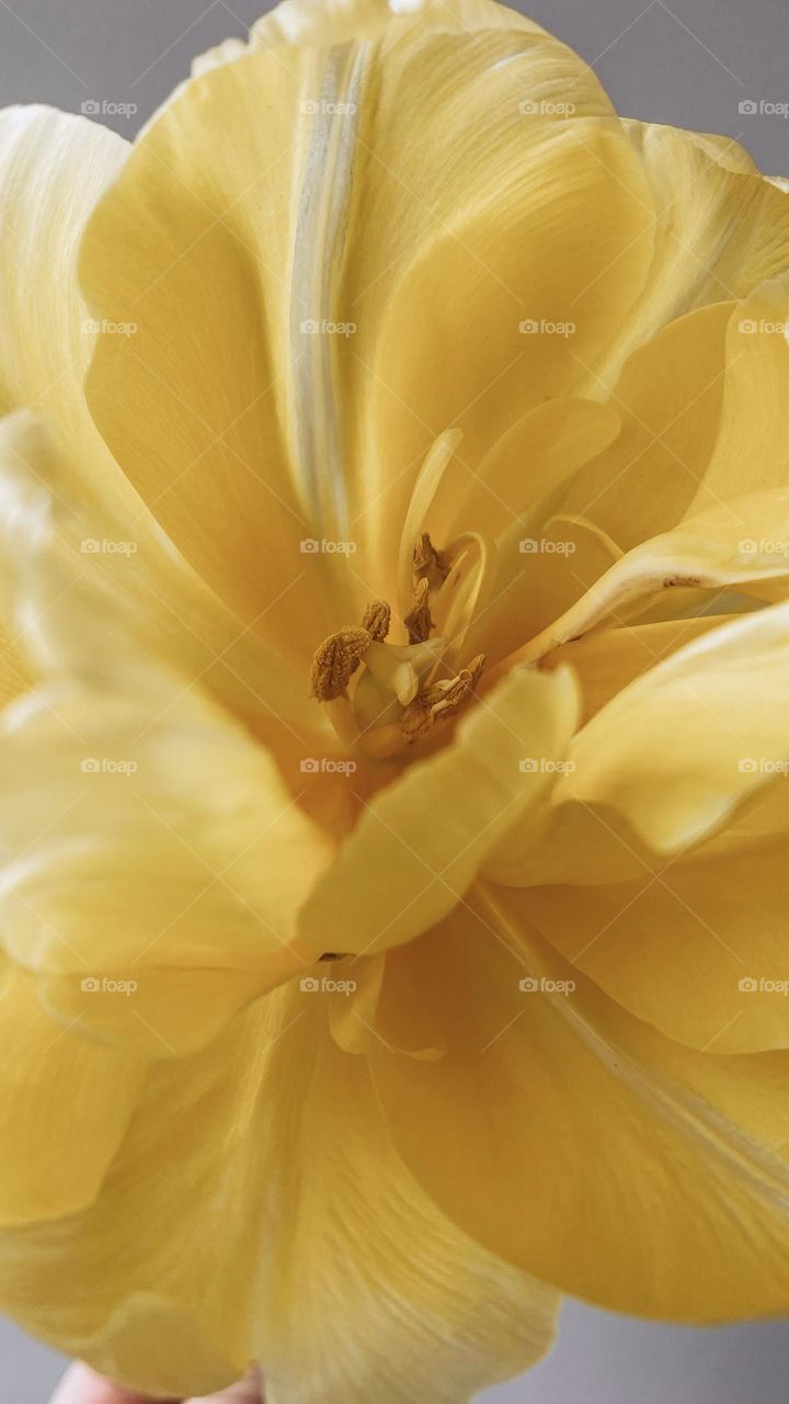 bright color of the opening bud of a yellow, spring tulip